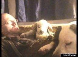 母马交配视频,自然繁衍的震撼瞬间